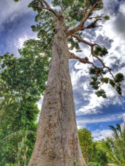 Yang Na Yai Trees